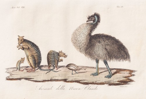 Neuholland australien emu - neuholland,