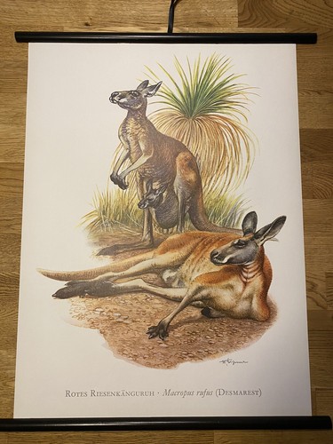 Känguruh australien - känguruh,