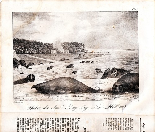 Aus phoca seeelefant - phoca,