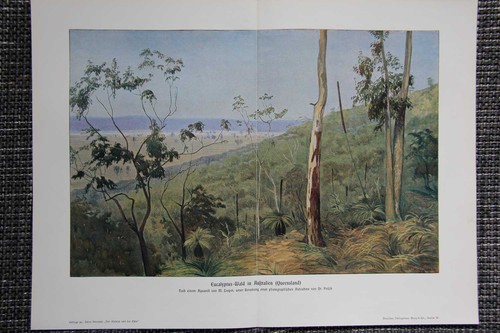 Eukalyptus wald australien - eukalyptus-wald,